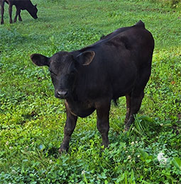 angus-calf-photo.jpg