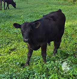 angus-calf-photo-a.jpg