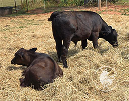 angus-calves1-photo-a.jpg