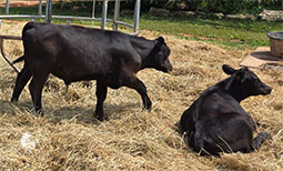 angus-calves-photo.jpg