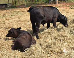 angus-calves1-photo.jpg